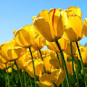 Meet your Posher, Gillian